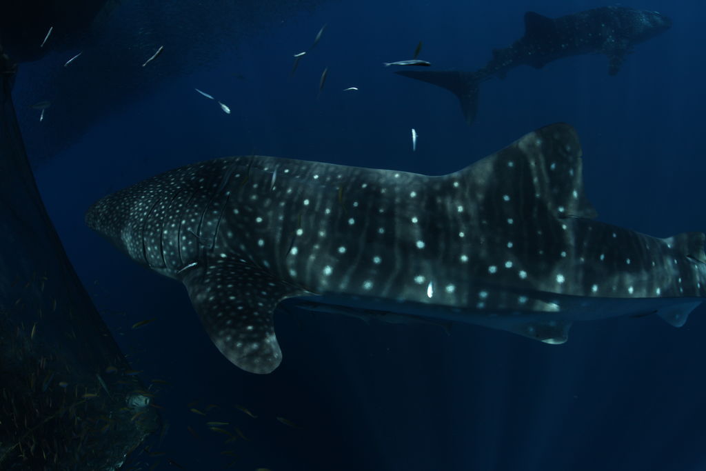 ba771490-14dc-4cb8-810e-edb15a597ab7