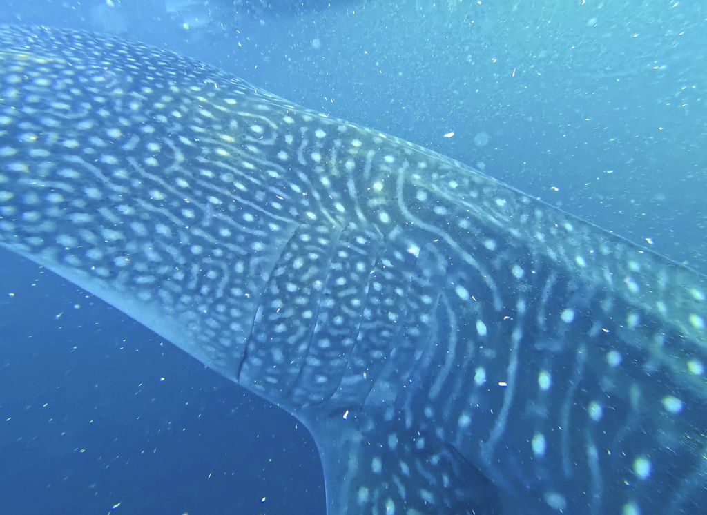 2e0f0857-f39b-4173-80a7-9affdad7f914