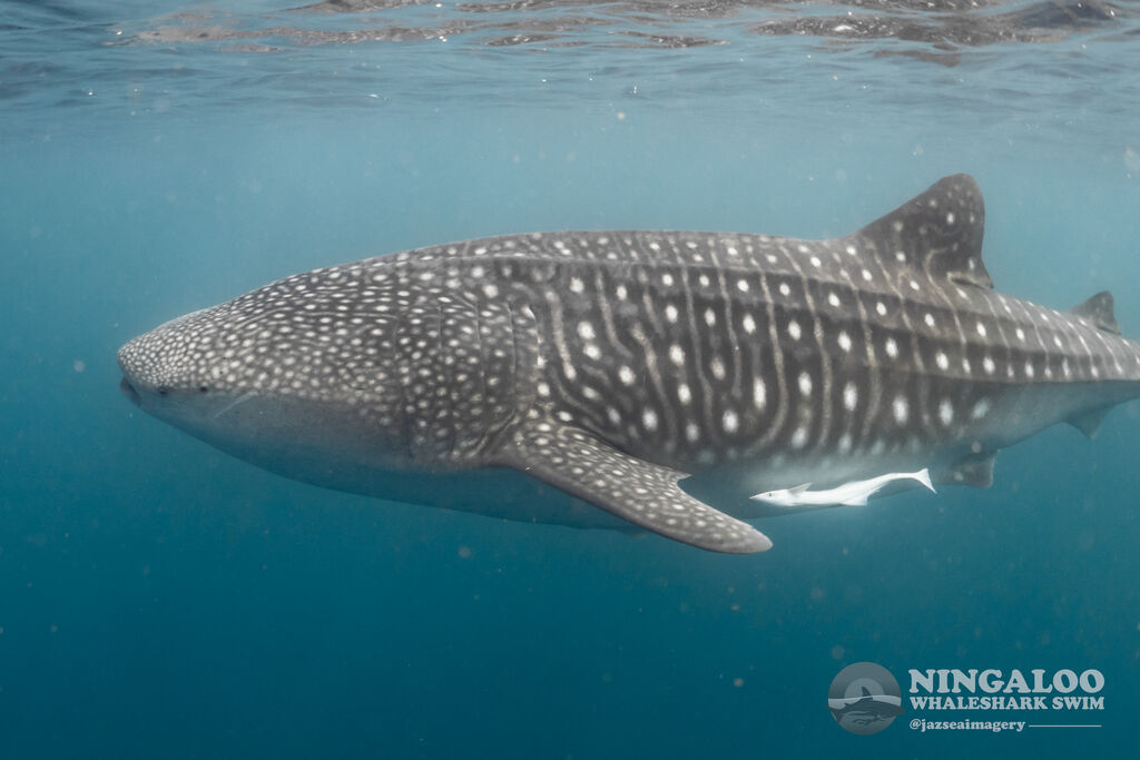 1d0872aa-e483-4f21-8102-94b7fbd0327c