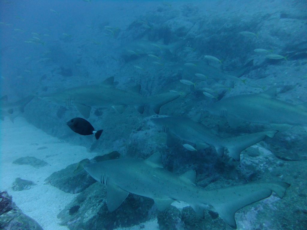 c501ef5a-ec16-41b4-9562-c5d6936d9130