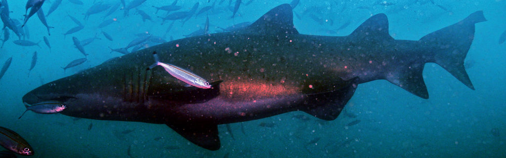 c1ee353b-a5b6-4f8f-b0be-c80a8dc2a2fc