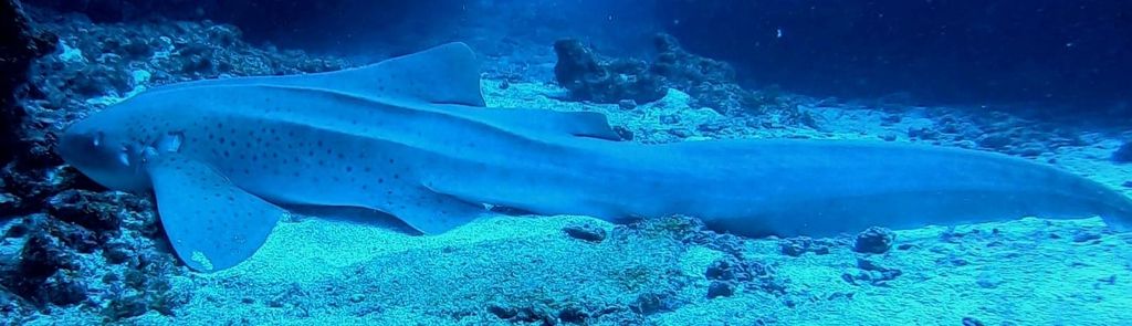 0e82af0b-5ac8-40e0-9a3f-55c9c3eed952