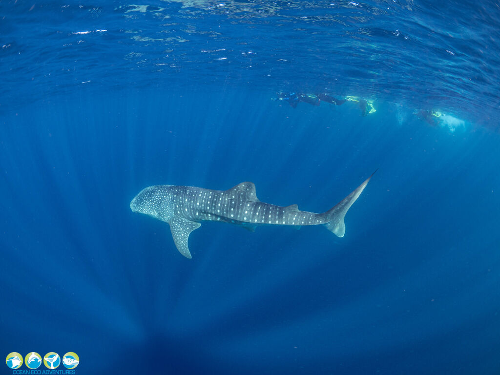 0cefded8-a051-4f08-a19f-35325eab1de0