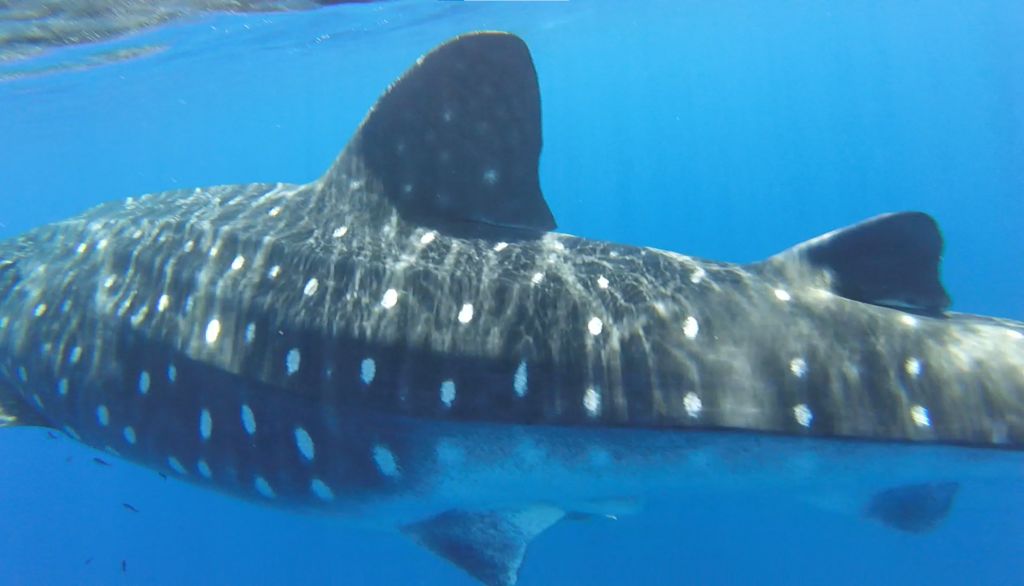 205313cb-7aee-4c4c-9713-89a1a9a86926