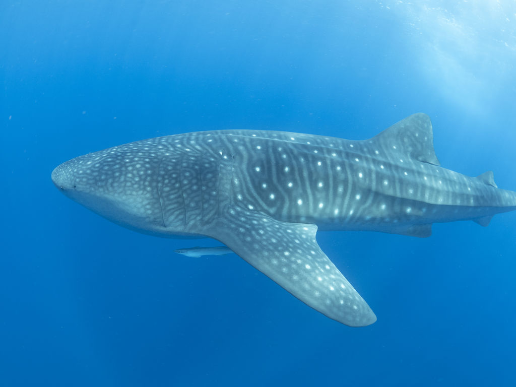 70a87e35-05e1-472e-8cb8-58643663a36d