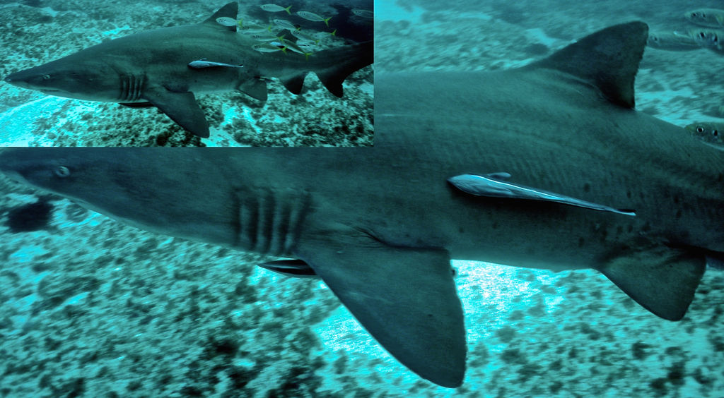 c8ec23d5-2cd5-4cb9-b7ba-9c25ec9f86f6