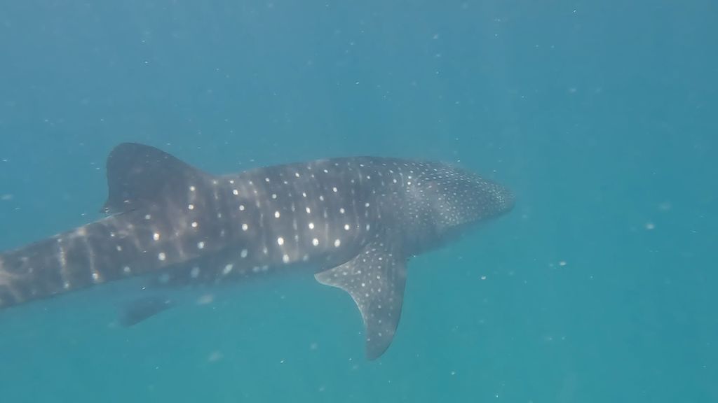 dcc11c25-a059-480d-9450-fff09feb99ea