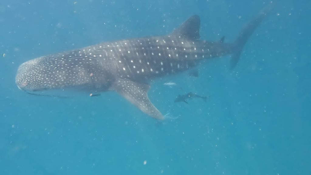 dcc11c25-a059-480d-9450-fff09feb99ea