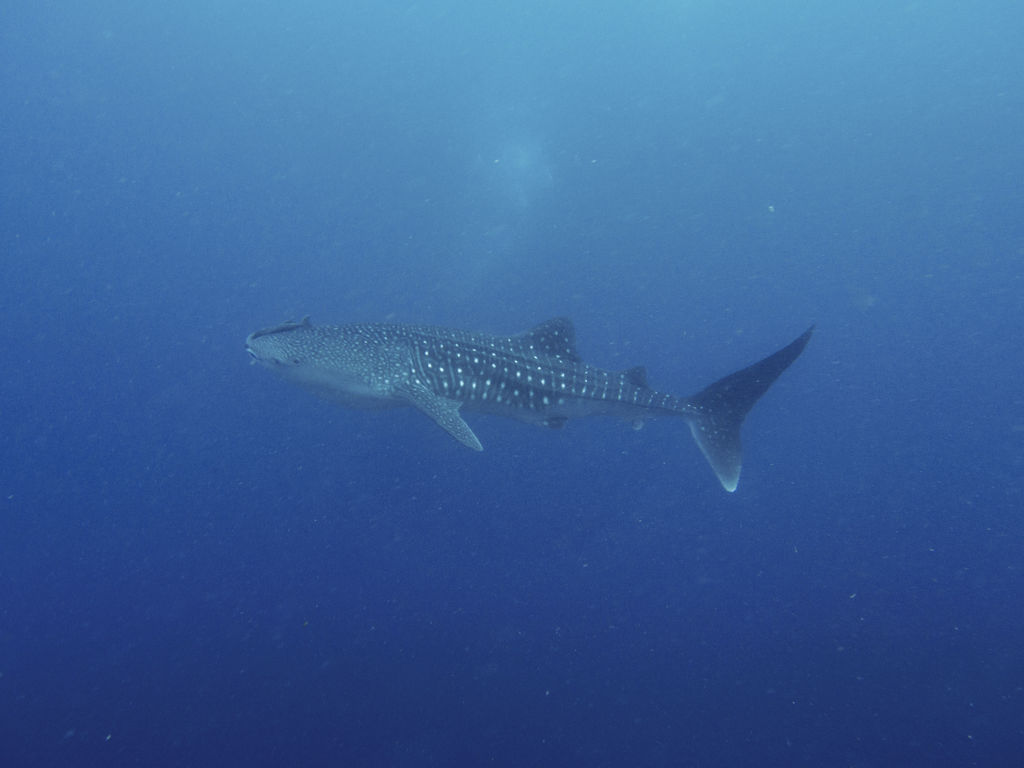 78f71cc9-4609-4632-9861-02f1a0b3f8dd