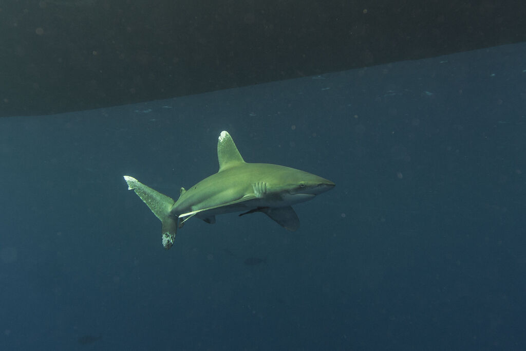 cef88367-be9c-4c2a-b6cb-f921af8877a5