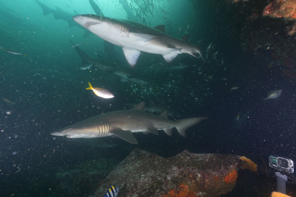 87533f60-cbab-4cc8-b98e-a956b3950df9