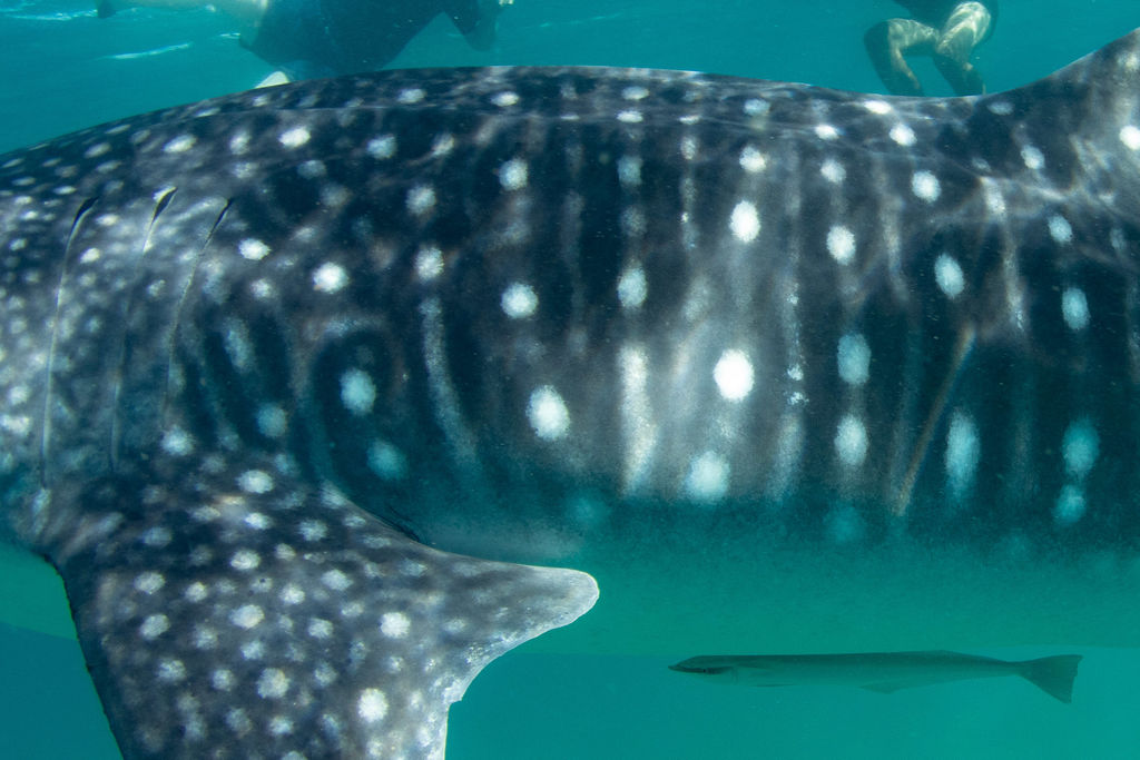 bada7444-1cce-4166-9b37-bea50a8a791a