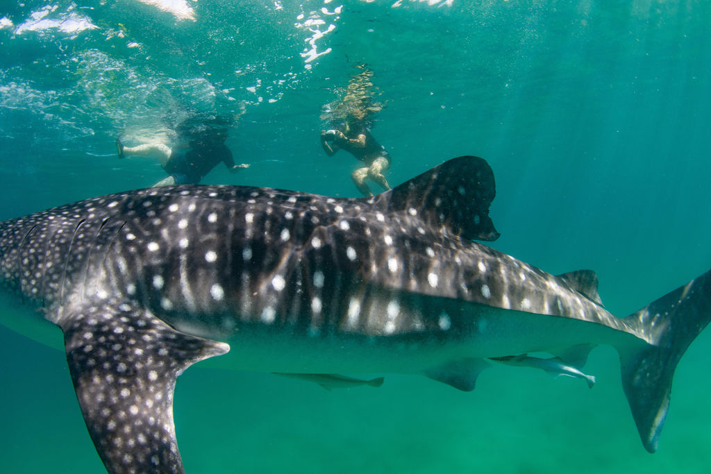 bada7444-1cce-4166-9b37-bea50a8a791a