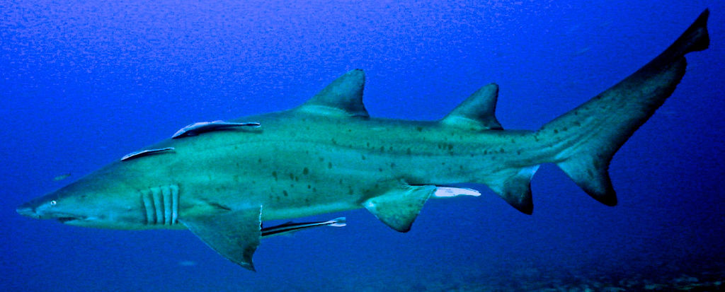 a17ffa66-ebcf-4d28-981b-9f7a1449b650