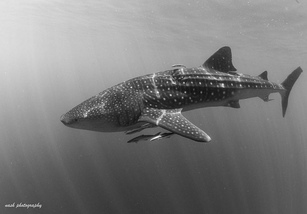 ea4ebb96-1ded-4309-9efd-a9120a8540a6