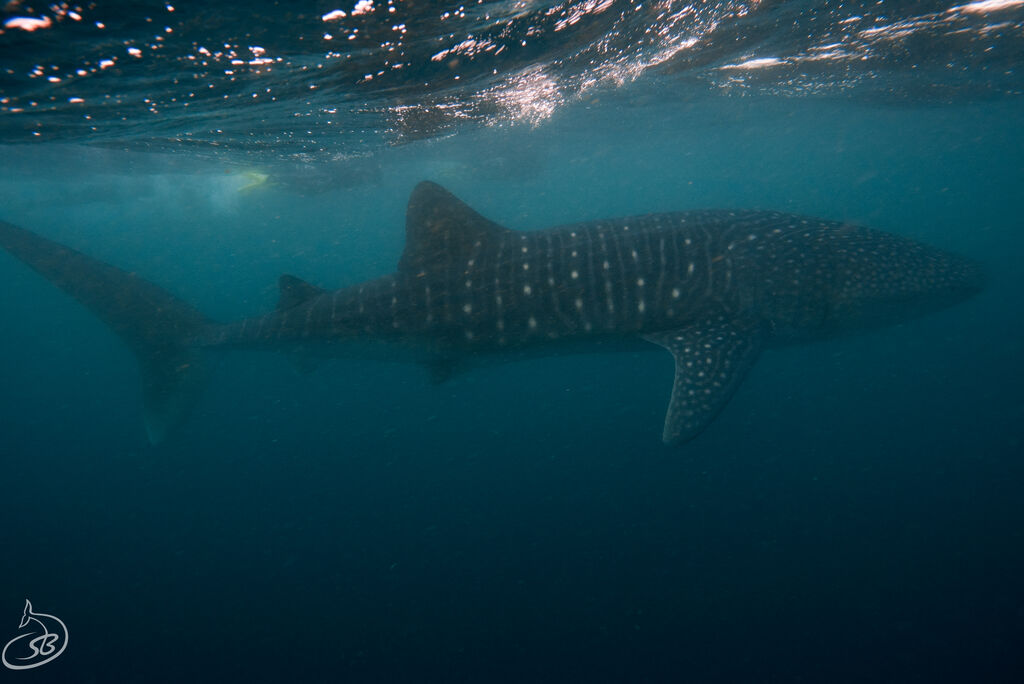 b05d33fe-5a5c-4d44-ac91-71d31a3ca0e3