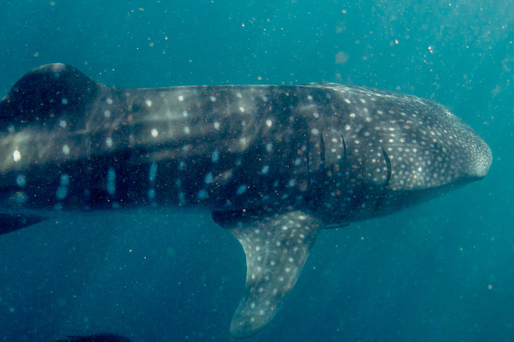 d17f668c-517e-4fc9-844f-cdc15c6a77ce