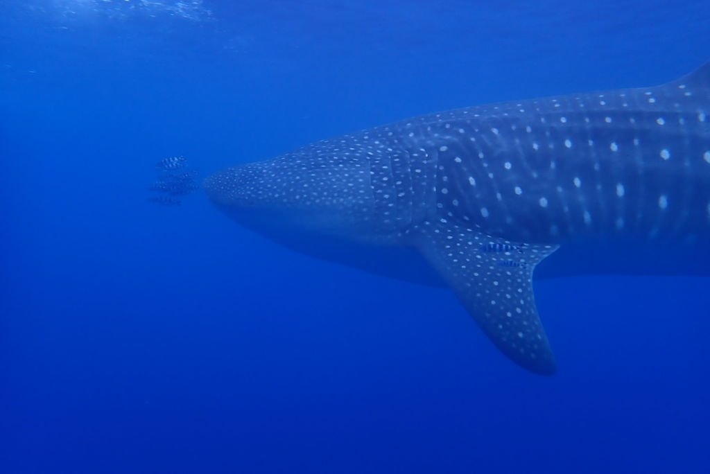 d04df93d-5e79-46de-9d2b-584cde7d175f