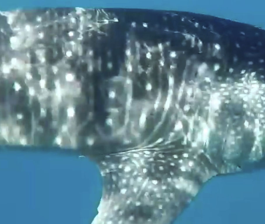 2dab4aa1-2df5-4810-8685-7fbbe606076a