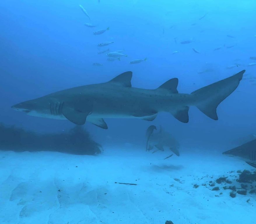 a20861d8-0be9-4afe-bf3b-9473c5e45689