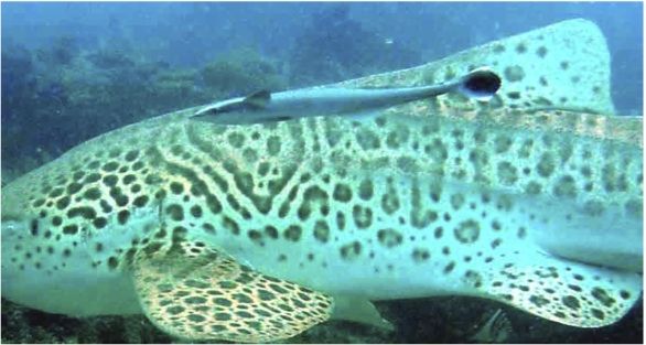 15915508-ecd5-4bea-8139-1a5e79b2d8a5