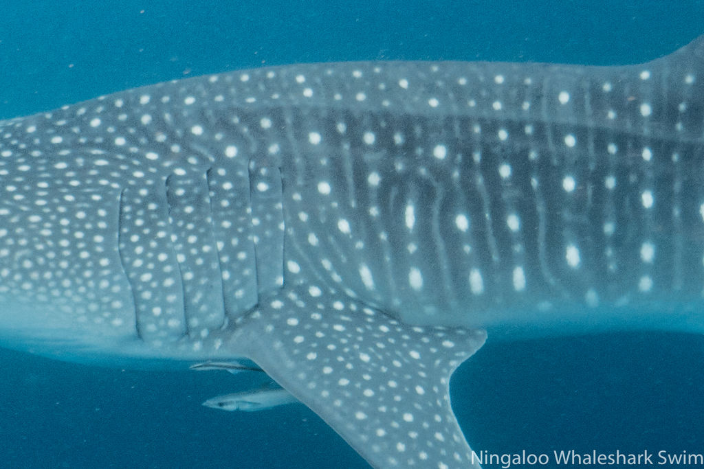 c1ae3a17-d75e-4377-8709-88abe2181d5c