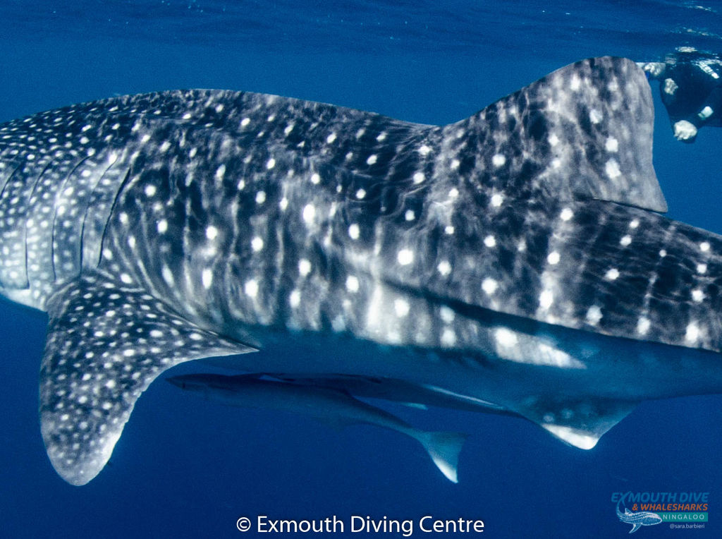 45b2b0ae-5b2a-43db-98c2-18680686c63c