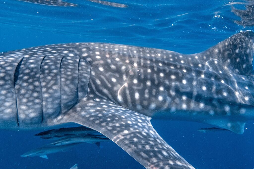 33e26dec-e9f2-44a4-83af-808a6bf88822