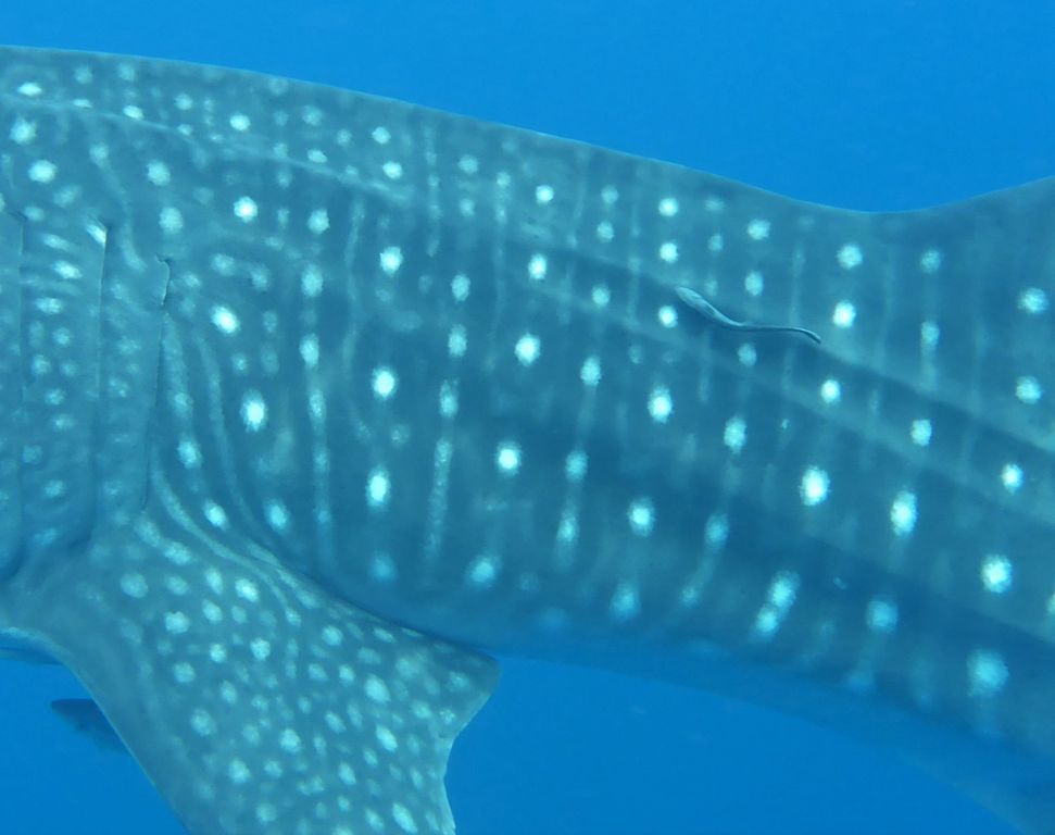 f5372a4f-7d98-47ec-9128-b8eca8550d0a