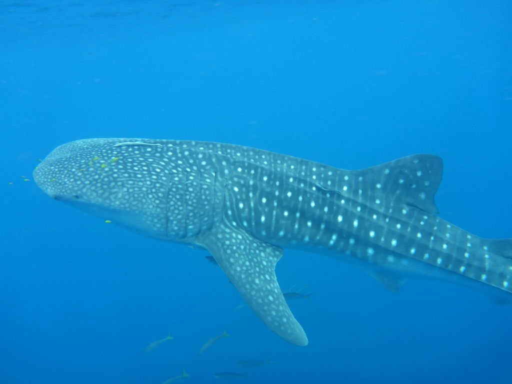 f5372a4f-7d98-47ec-9128-b8eca8550d0a