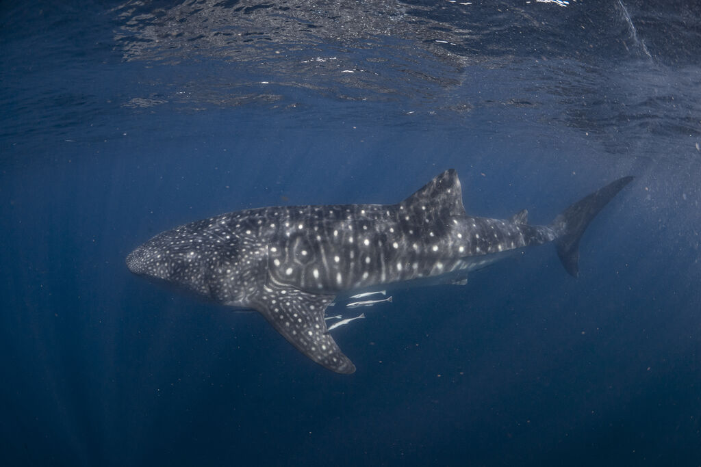 699a4066-39e9-405e-82db-b70a9acec1e2