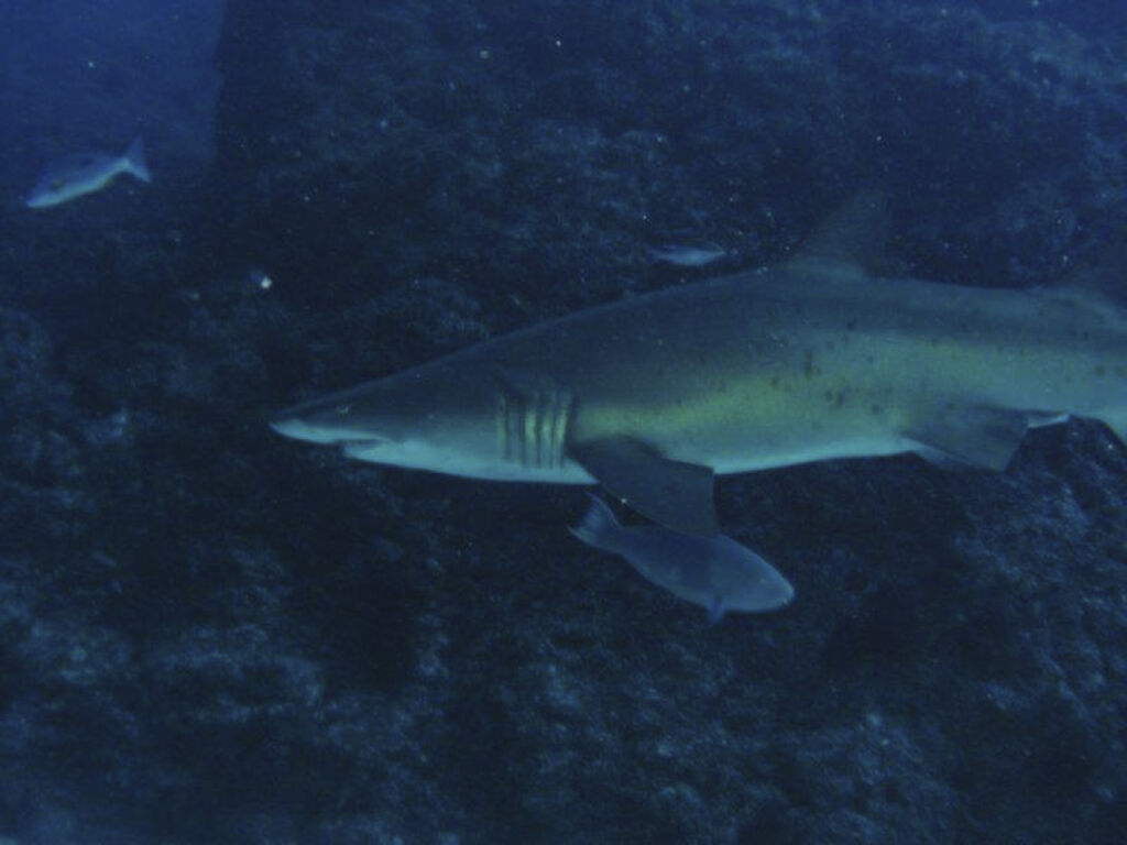 21a7e386-5711-477d-89d6-3397f7b6908f