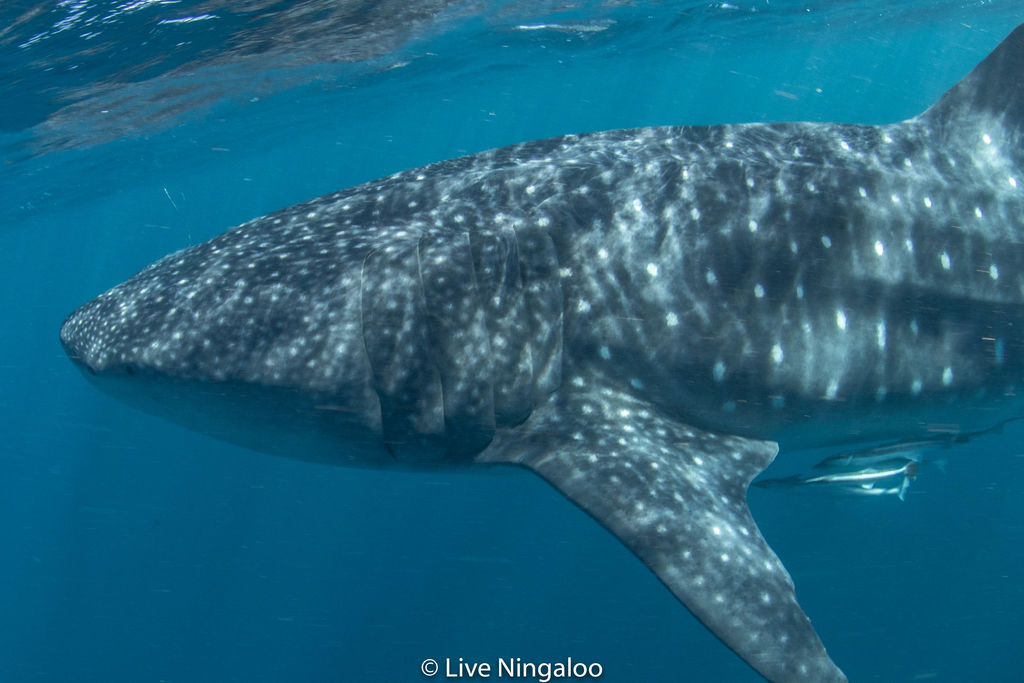 06cd2271-cb7b-4f5e-976a-f215a9ef7d36