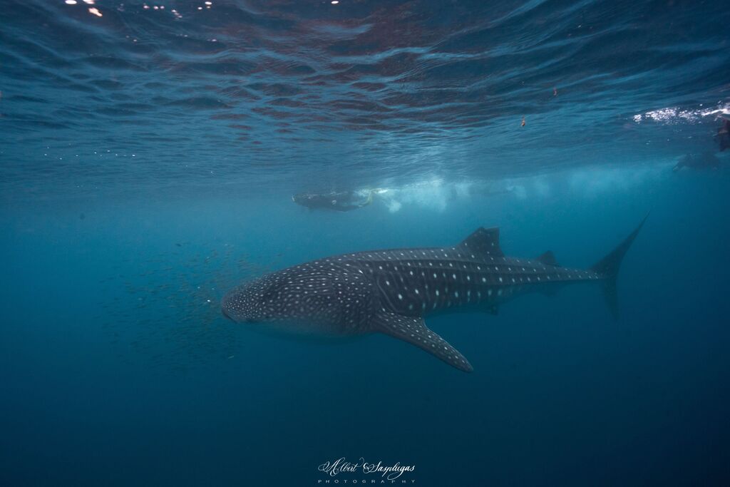 a68edda1-23a6-43f5-9783-8e36177e2e6b