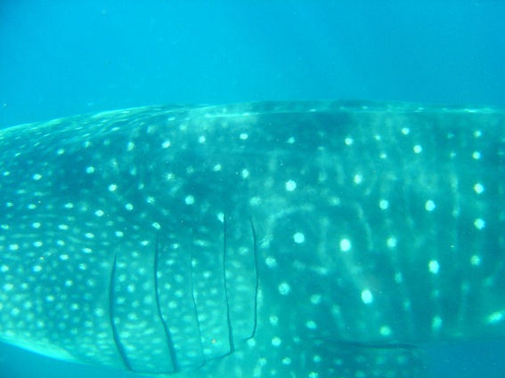 2bc62f05-65a5-47aa-9ab2-bf9bc7fec659