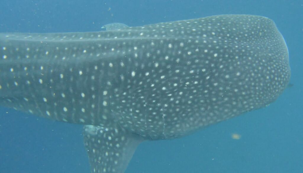 dac4260f-b10e-452c-981a-2e4e153906c7