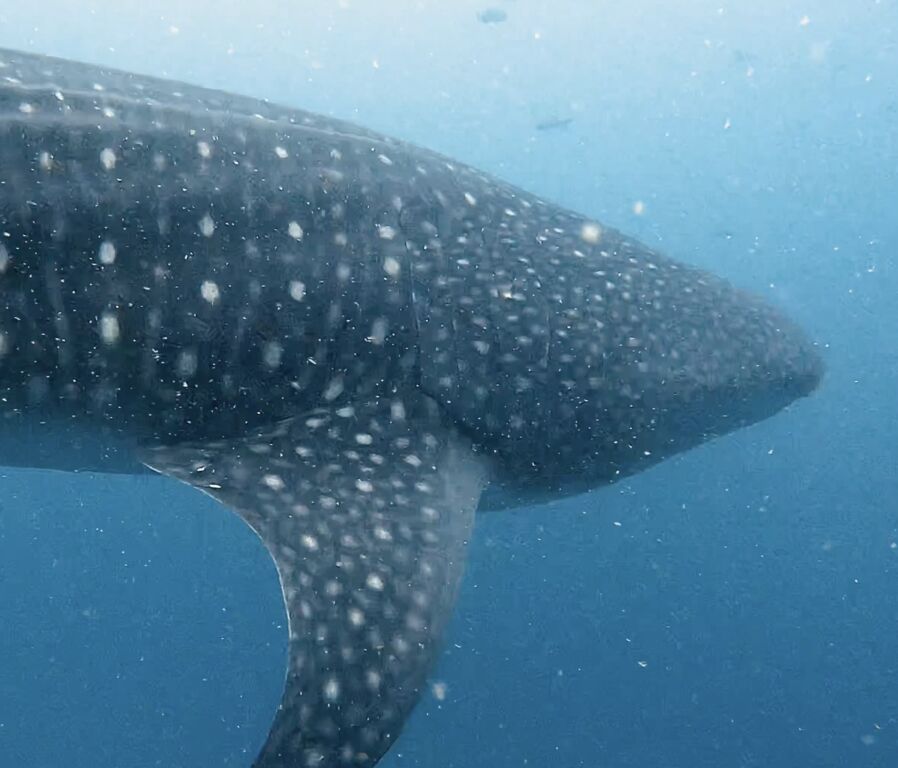 dac4260f-b10e-452c-981a-2e4e153906c7