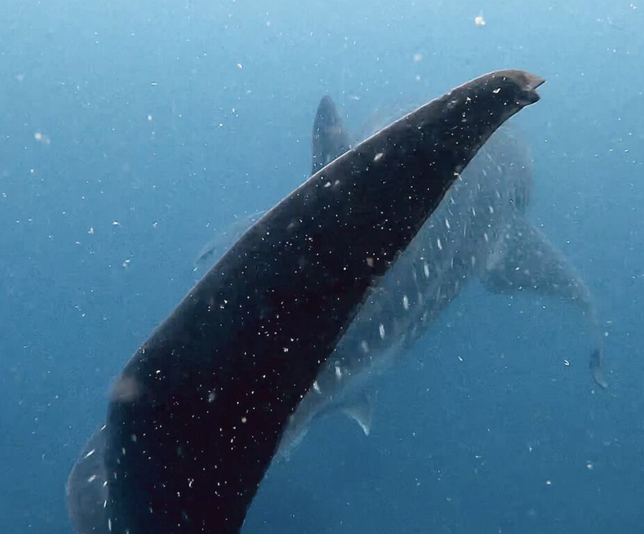 dac4260f-b10e-452c-981a-2e4e153906c7