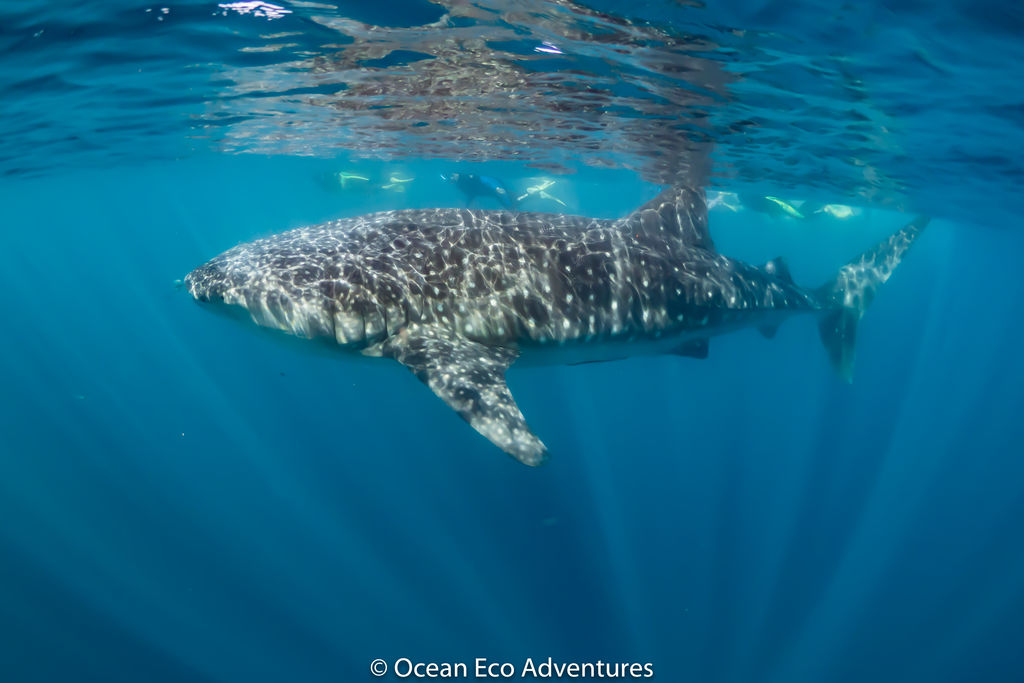 42c1a0f0-bbe9-4218-95a7-e731a9a520a4