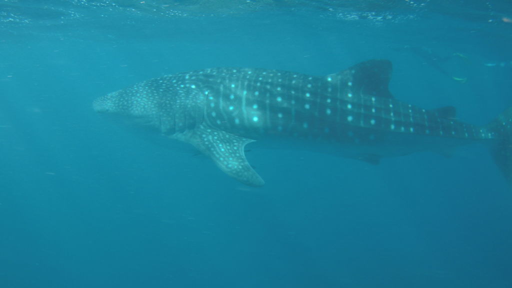 13f4e9f4-4763-4869-8ec7-fc10c8e691f2