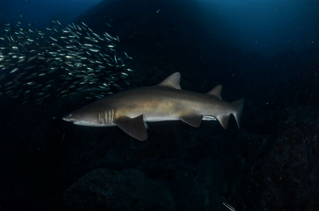 442058a5-2247-4db8-a632-cfd6eaad5371