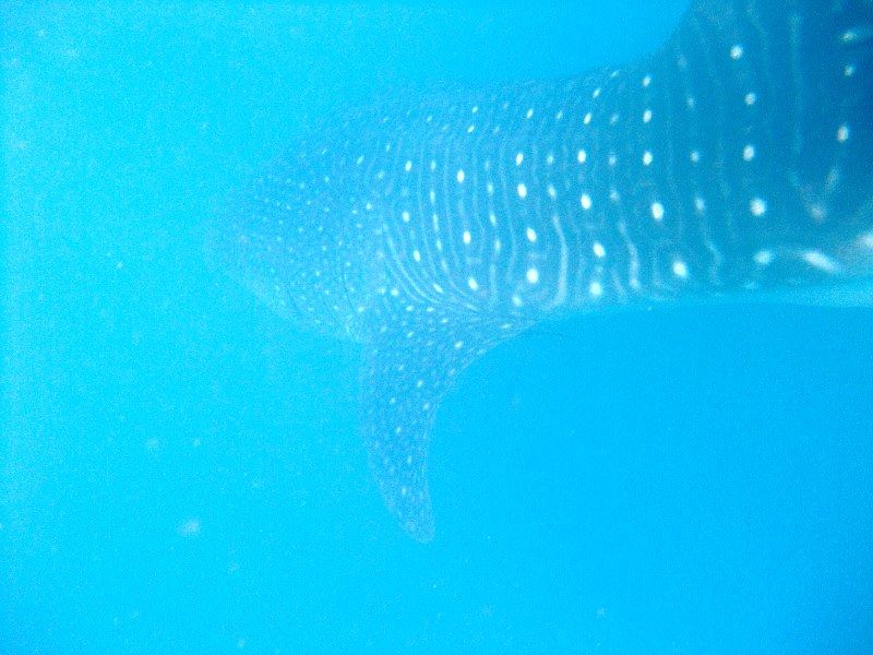 0deaf0a0-7951-45bb-b87a-d8c3eebd4f41