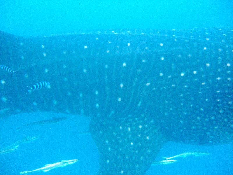 0deaf0a0-7951-45bb-b87a-d8c3eebd4f41