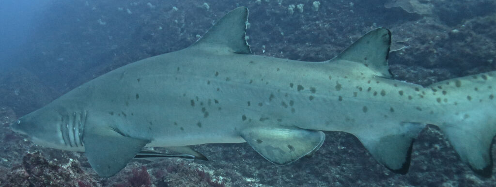 e01fc33c-c7b6-4f95-b517-ee496d1c6522