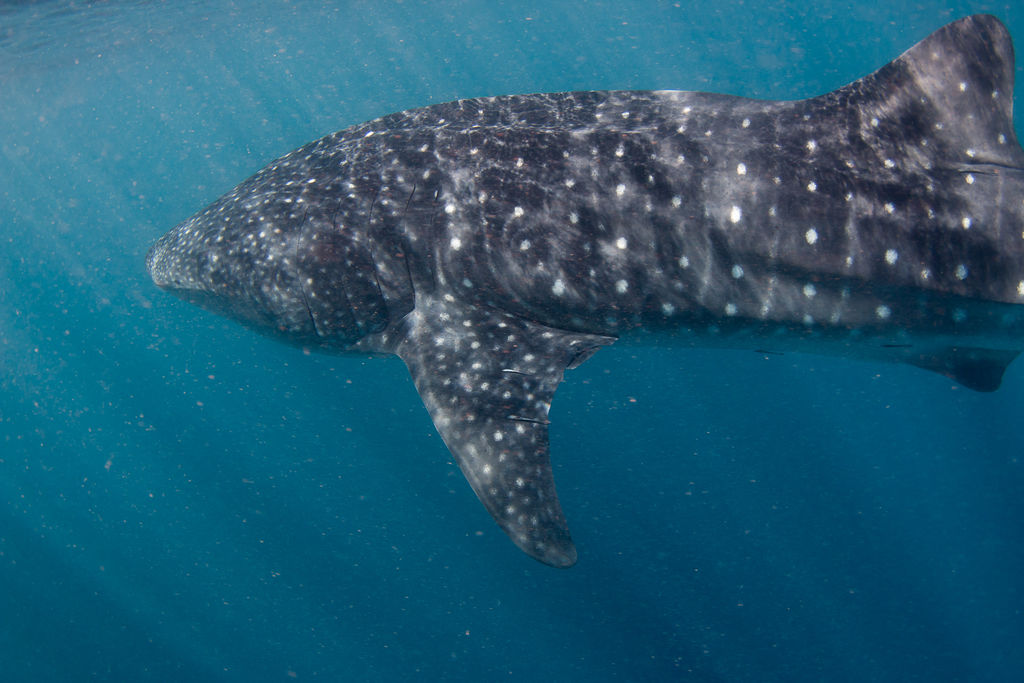 083edb01-6726-4875-9b24-2315f8395944