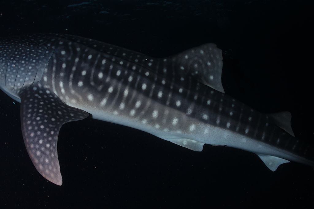 de9a0dab-c8c1-4846-997c-413c42411599