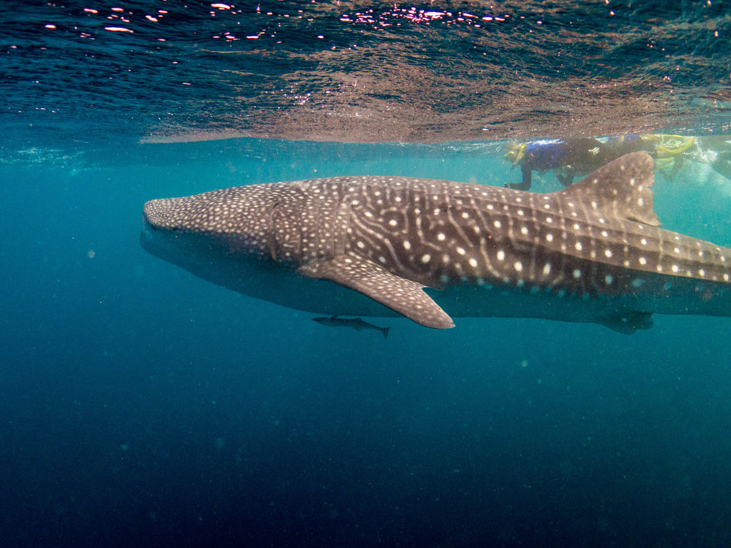 5bae4f64-822e-4ec8-be13-48621be3f243