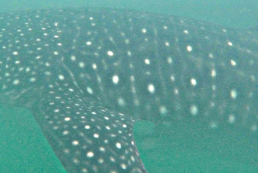 1fc627ad-4eb4-4dfb-8549-3f4bb2cdc8e5