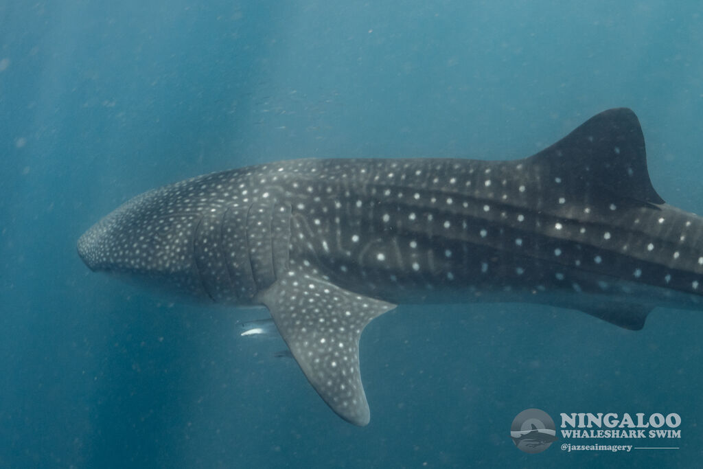 bab311a4-78c9-4ded-9f8a-7799369b557d