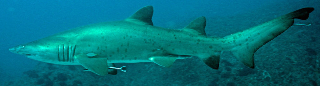 7063ab76-539a-45ad-83a3-52dae01a5657